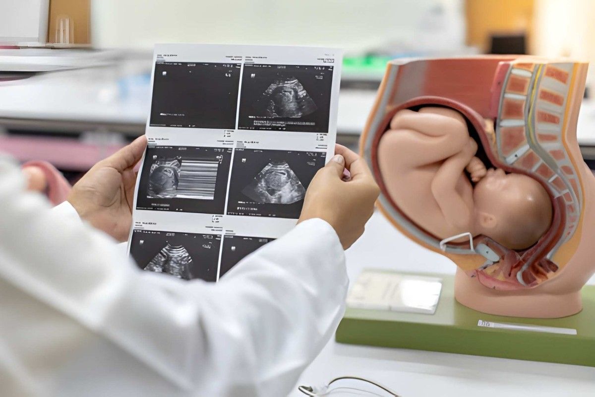 Fetal Echocardiography Training Program – October 2026